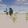 Various Types of Bamboo Growing on Open Light Ground Under Blue Sky With White Clouds