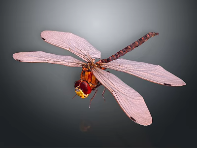 Close Up View Of Red Dragonfly With Transparent Wings And Yellow Head 3d model
