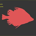 Light Brown Striped Fish With Blue Eyes White Edged Fins Tail On Dark Background Reflection