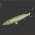 Green And White Fish With Black Tail Yellow Eyes On Gray Background With Reflection