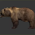 Realistic Brown Bear Model With Open Mouth And Thick Brown Fur Standing