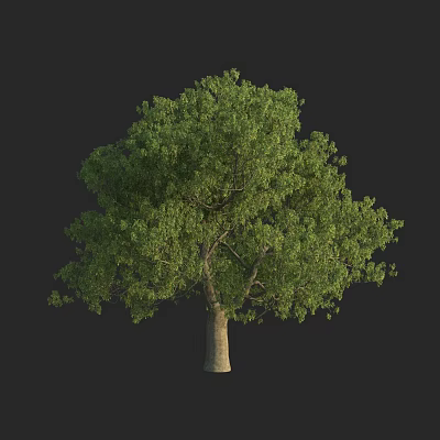 Modern Flower Ash Tree Flower Leaf Ash 3d model Modern Flower Ash Tree Flower Leaf Ash 3d model