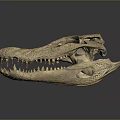 Ancient Dinosaur Skull Fossil With Detailed Skeletal Structure And Sharp Teeth 3d model