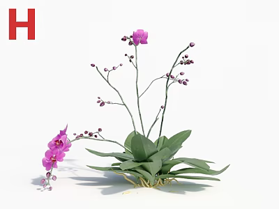 Blooming Purple Orchid Plant With Slender Stems Green Leaves And Small Buds 3d model
