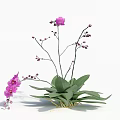 Blooming Purple Orchid Plant With Slender Stems Green Leaves And Small Buds