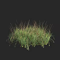 Lush Green Grasses With Slender Leaves Growing In Natural Clump On Dark Background