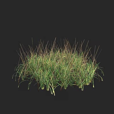 Lush Green Grasses With Slender Leaves Growing In Natural Clump On Dark Background 3d model