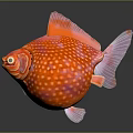 Vibrant Orange Spotted Round Fish With Bulbous Body And White Spots