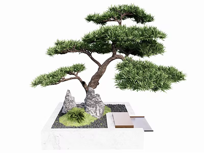 Traditional Bonsai Pine Tree with Stones Moss and Square Wooden Base 3d model