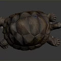Reptile Tortoise With Textured Brown And Yellow Shell In Crawling Posture