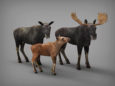 Three Moose Including Adult And Calf With Dark Brown Fur On Gray Background 3d model