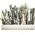 Stylish Bonsai Plants With Various Cactus And Succulent In White Rectangular Planter 3d model
