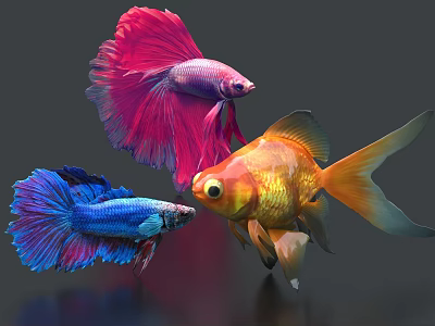Colorful Betta Fish And Goldfish With Vibrant Flowing Fins Swimming Underwater 3d model