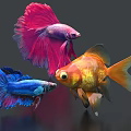 Colorful Betta Fish And Goldfish With Vibrant Flowing Fins Swimming Underwater