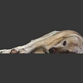 Yellow Labrador Retriever lying on black smooth surface with body stretched out resting