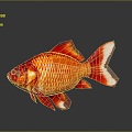 Modern Fish Goldfish Carp Red Carp 3d model