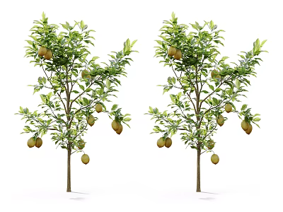 Two Arbor Trees with Fresh Fruits and Lush Green Leaves Growing Healthily 3d model
