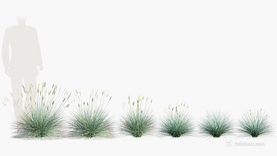 Ornamental Grasses With Various Heights And Lush Green Foliage Displayed On White Background 3d model 