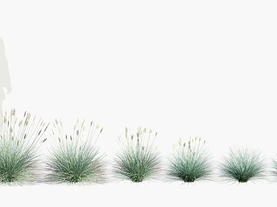 Ornamental Grasses With Various Heights And Lush Green Foliage Displayed On White Background 3d model