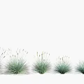 Ornamental Grasses With Various Heights And Lush Green Foliage Displayed On White Background