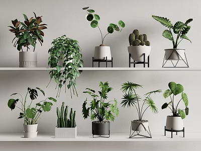 Various Types of Potted Plants with Modern Planters on White Shelves 3d model