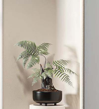 Bonsai Potted Plant With Lush Green Fern Leaves For Indoor Home Decoration 3d model