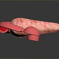 Detailed 3D Anatomical Model of Abdominal Organs Showing Stomach and Pancreas Structure