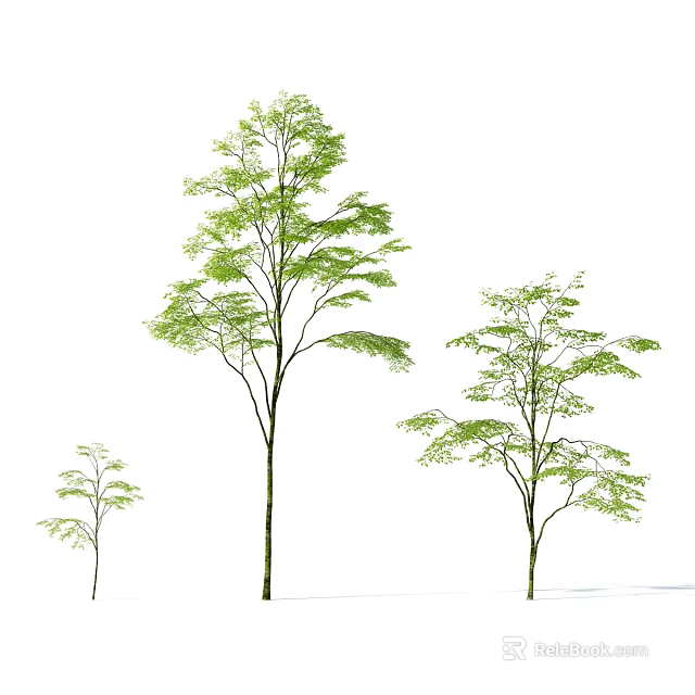 Three Arbor Trees with Different Sizes Green Leaves and Slender Trunks 3d model 