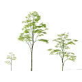 Three Arbor Trees with Different Sizes Green Leaves and Slender Trunks 3d model