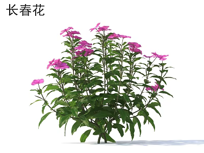 Blooming Periwinkle Plant With Pink Flowers And Green Leaves In Garden 3d model