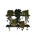 Indoor Decorative Potted Plants With Hanging Green Leaf Varieties on Wooden Shelves
