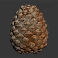 Orange Brown Pine Cone With Scaly Texture Isolated On Dark Background 3d model