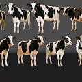 Black And White Cows Standing In Various Poses On Dark Reflective Background 3d model