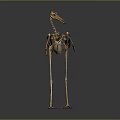 Detailed Animal Skeleton of Bird in Standing Pose with Long Beak and Legs