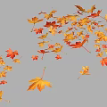 Autumn Maple Leaf Photo Spot With Scattered Colorful Leaves on White Background