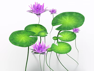 Vibrant Purple Lotus Flowers With Green Lily Pads On White Background 3d model