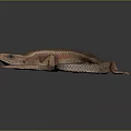 Detailed Brown And Orange Lizard With Long Tail On Black Background 3d model