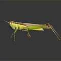 Green And Brown Grasshopper With Long Legs Antennae On Dark Reflective Surface