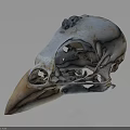 Organic Bird Skull Skeletal Anatomy Showing Natural Holes And Wear Structure Details In Form