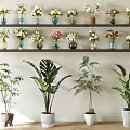 Indoor Decorative Potted Plants In White Pots With Various Green Foliage