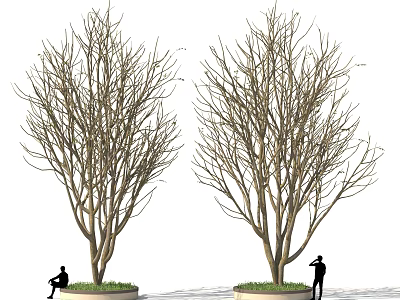Two Leafless Trees In Outdoor Area With People Sitting And Standing 3d model