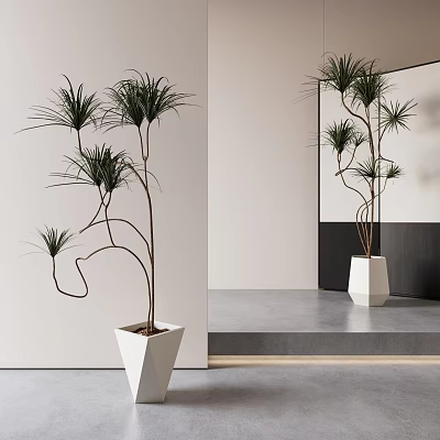 Bonsai Plant With Curved Branches Long Leaves In Modern Indoor White Geometric Pot 3d model