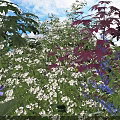Lush Mixed Flowers in Garden with White Blooms Red Leaves and Blue Petals