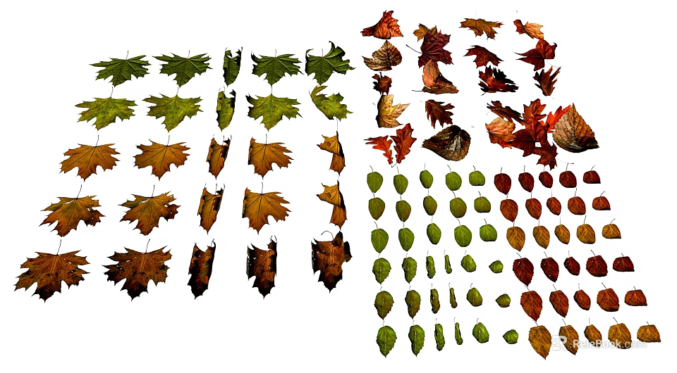 Assorted Colorful Autumn Leaves With Various Shapes And Natural Tones 3d model 