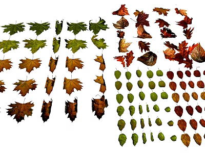 Assorted Colorful Autumn Leaves With Various Shapes And Natural Tones 3d model