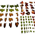 Assorted Colorful Autumn Leaves With Various Shapes And Natural Tones