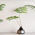 Indoor Bonsai Potted Plants With Green Leaves On White Shelves And Different Pots