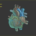Anatomically Detailed 3D Rendered Human Heart Model With Colorful Vascular Structures