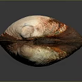 Clam Shell With Brown Orange White Colors And Natural Texture On Dark Background