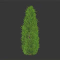 Two Conical Dark Green and Bright Green Plants on Dark Reflective Background Surface